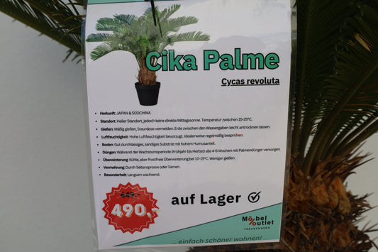 Cikas Cycas Revoluta Palme Palmfarne Winterhart Tropisch