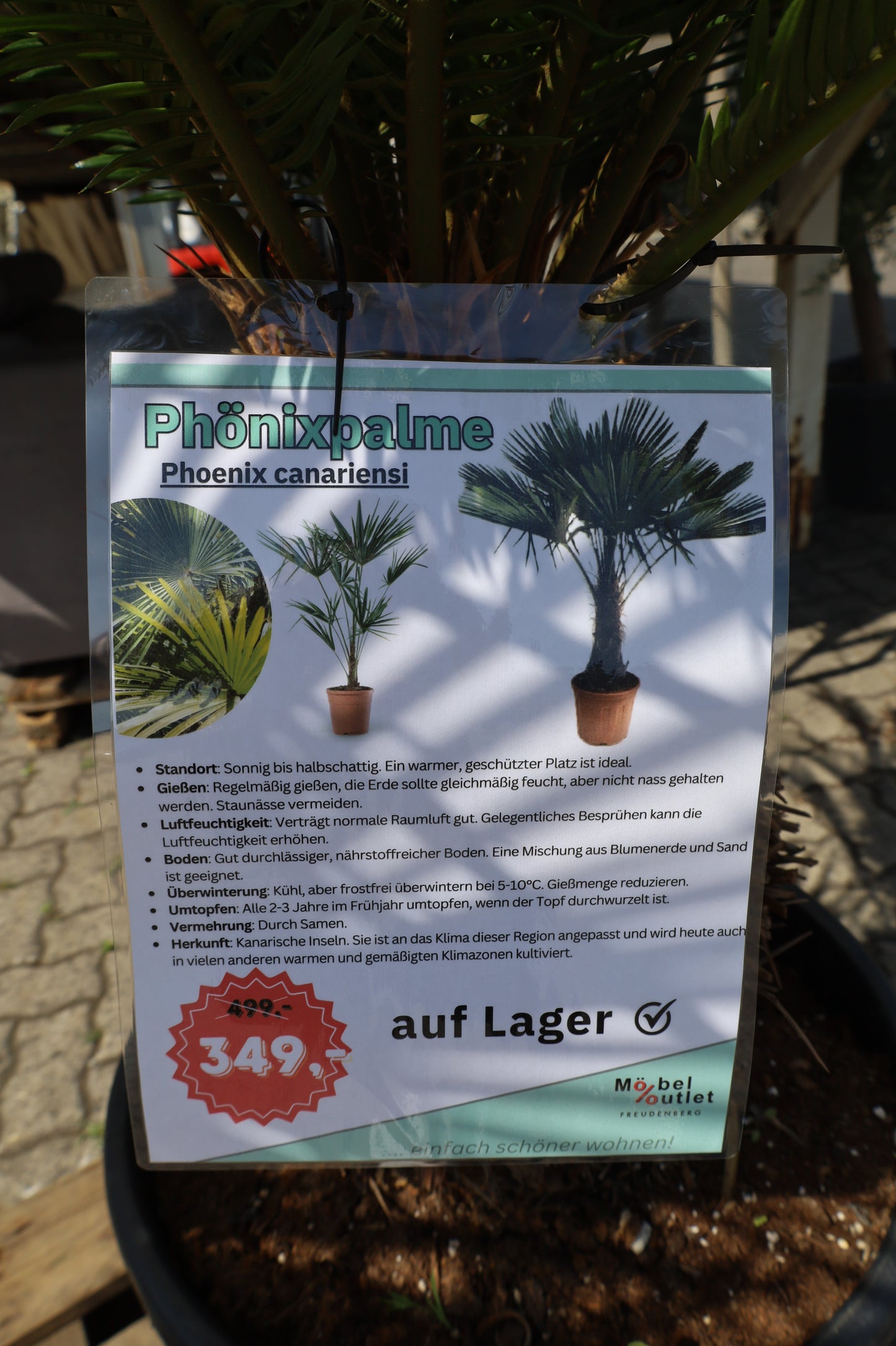 Phoenix Palme Canariensis 180 cm Winterhart bis -12 Grad Phöenix