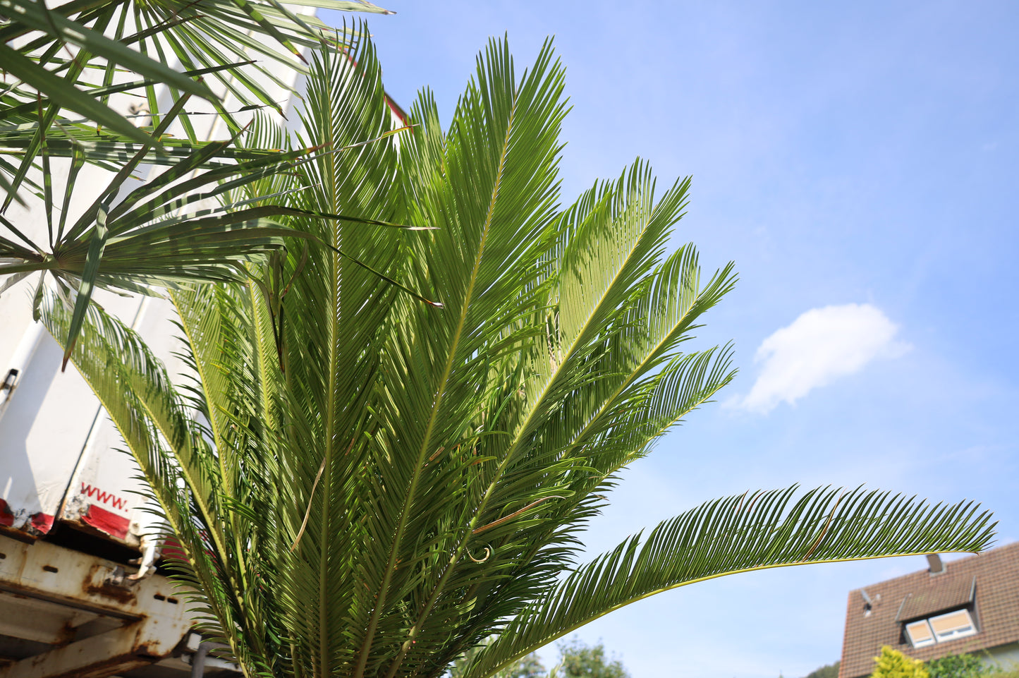 Phoenix Palme Canariensis 180 cm Winterhart bis -12 Grad Phöenix