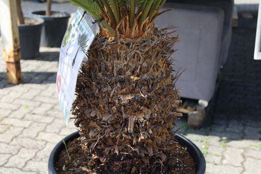 Phoenix Palme Canariensis 180 cm Winterhart bis -12 Grad Phöenix