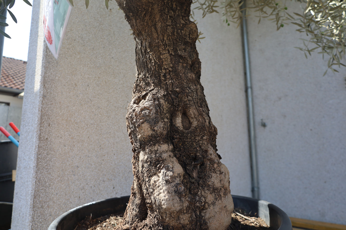 100 Jahre alter Olivenbaum Olea europaea aus Spanien auf Lager Sale%