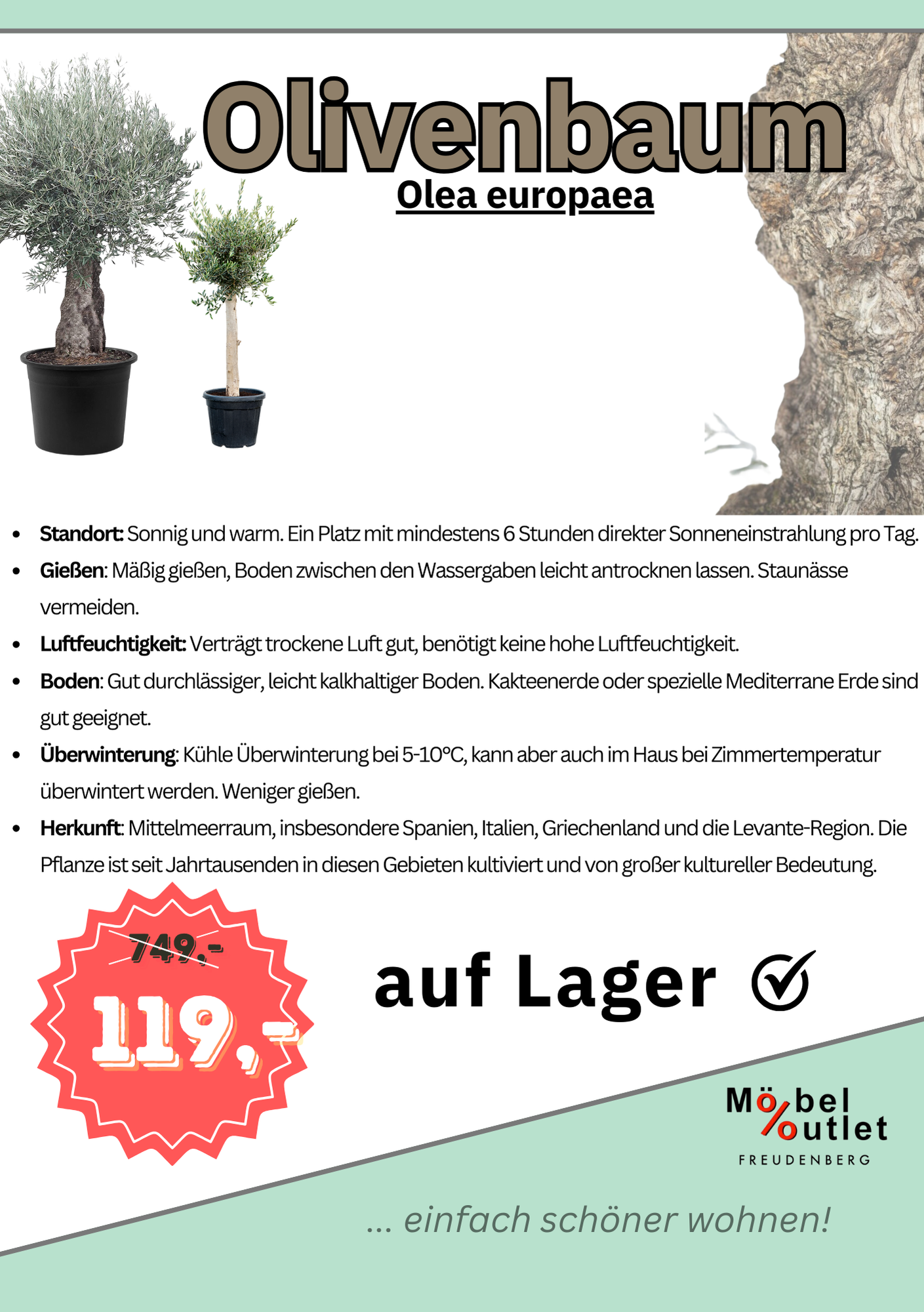 Olivenbäume Olivenbaum (Olea europaea) Lagerverkauf Sale%