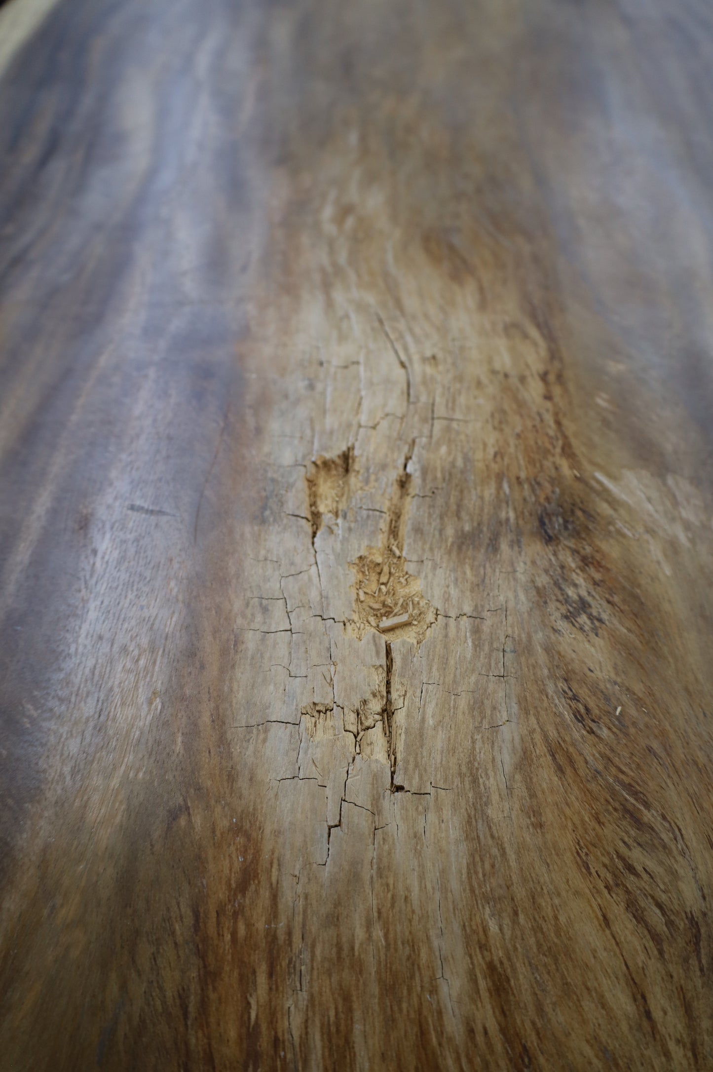 Esstisch Tisch + Suar Holz +Baumscheibe + EINZELSTÜCK
