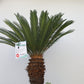 Cikas Cycas Revoluta Palme Palmfarne Winterhart Tropisch