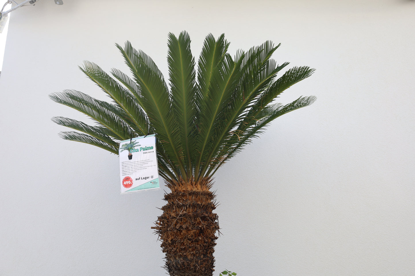 Cikas Cycas Revoluta Palme Palmfarne Winterhart Tropisch