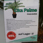 Cikas Cycas Revoluta Palme Palmfarne Winterhart Tropisch