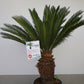 Cikas Cycas Revoluta Palme Palmfarne Winterhart Tropisch