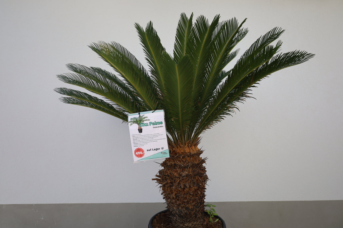 Cikas Cycas Revoluta Palme Palmfarne Winterhart Tropisch