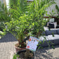 Mandarinenbaum Citrus sinensis + viel Ertrag + Winterhart