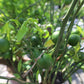 Mandarinenbaum Citrus sinensis + viel Ertrag + Winterhart