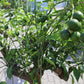 Mandarinenbaum Citrus sinensis + viel Ertrag + Winterhart