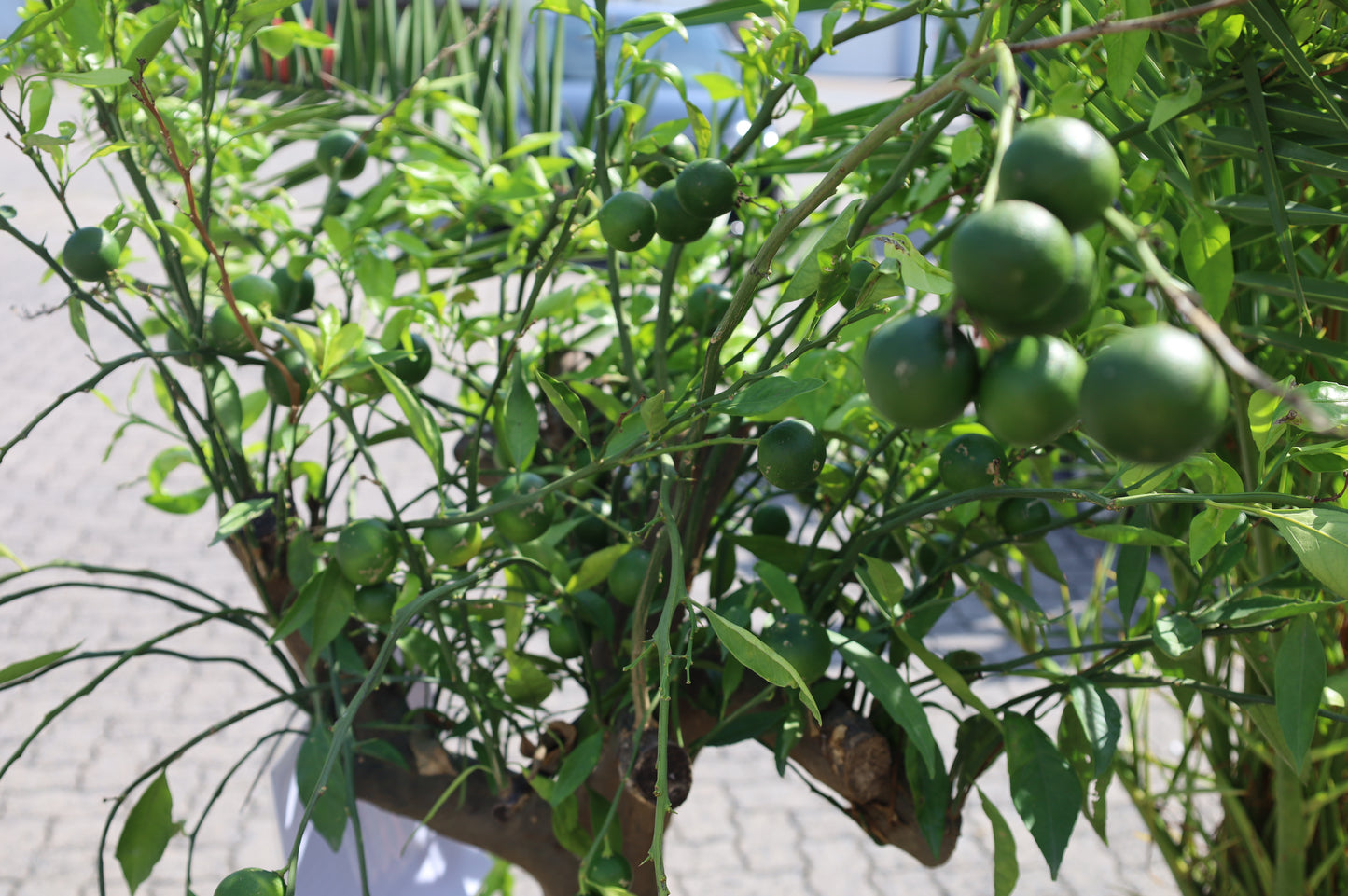 Mandarinenbaum Citrus sinensis + viel Ertrag + Winterhart