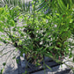 Mandarinenbaum Citrus sinensis + viel Ertrag + Winterhart