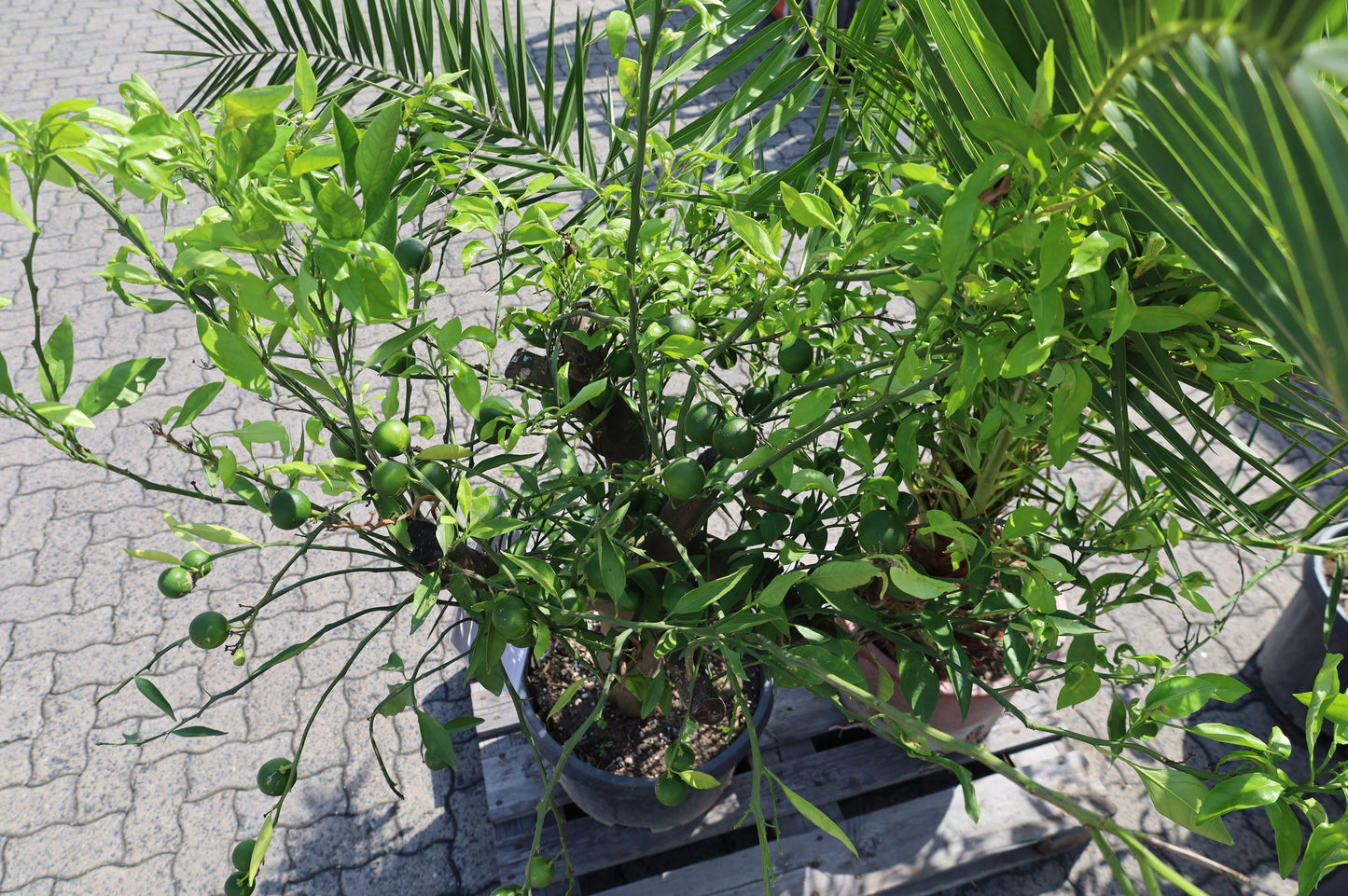 Mandarinenbaum Citrus sinensis + viel Ertrag + Winterhart