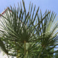 Chinesische Hanfpalme Winterharte Palme 180 cm - Stamm 40 cm