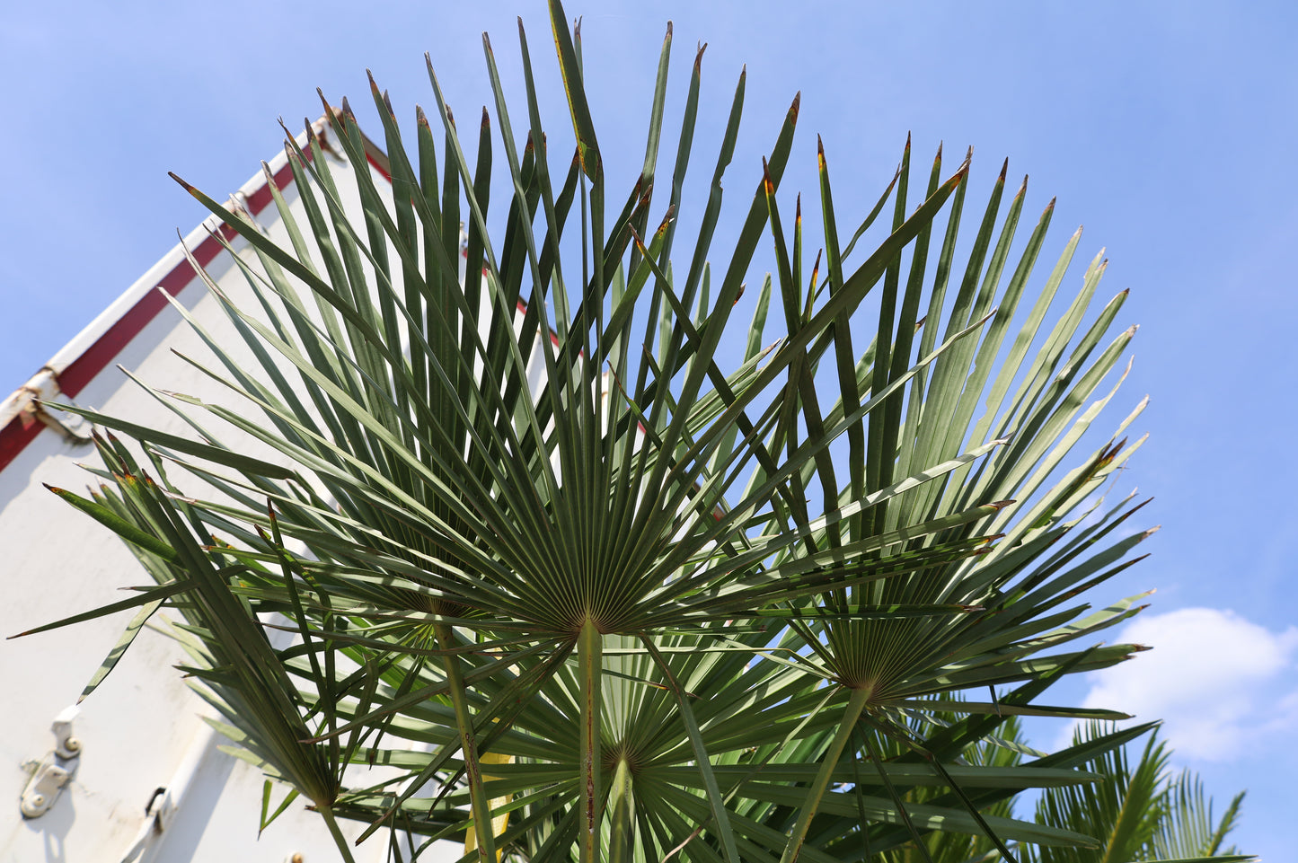 Chinesische Hanfpalme Winterharte Palme 180 cm - Stamm 40 cm
