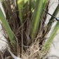 Chinesische Hanfpalme Winterharte Palme 180 cm - Stamm 40 cm