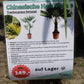 Chinesische Hanfpalme Winterharte Palme 180 cm - Stamm 40 cm