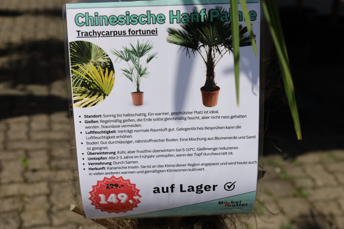 Chinesische Hanfpalme Winterharte Palme 180 cm - Stamm 40 cm
