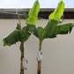Palme Musa Basjoo Banane 250 cm winterhart Staude japanische Bananenstaude