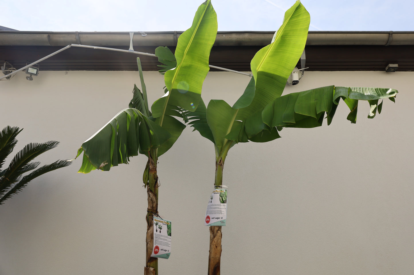 Palme Musa Basjoo Banane 250 cm winterhart Staude japanische Bananenstaude