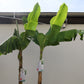 Palme Musa Basjoo Banane 250 cm winterhart Staude japanische Bananenstaude