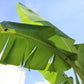 Palme Musa Basjoo Banane 250 cm winterhart Staude japanische Bananenstaude