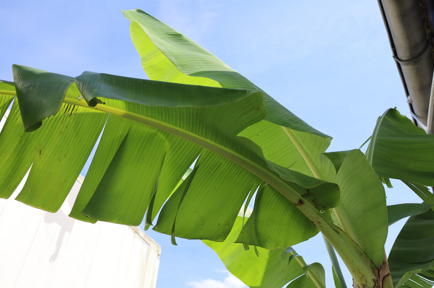 Palme Musa Basjoo Banane 250 cm winterhart Staude japanische Bananenstaude