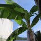 Palme Musa Basjoo Banane 250 cm winterhart Staude japanische Bananenstaude