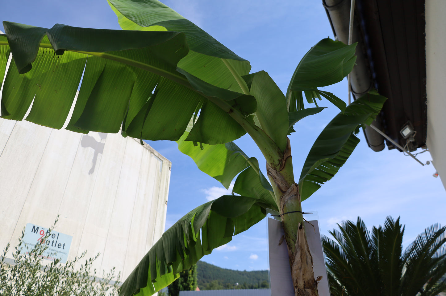 Palme Musa Basjoo Banane 250 cm winterhart Staude japanische Bananenstaude