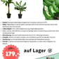 Palme Musa Basjoo Banane 250 cm winterhart Staude japanische Bananenstaude