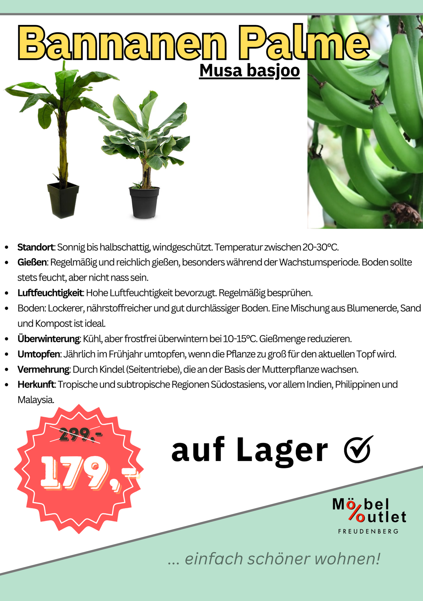 Palme Musa Basjoo Banane 250 cm winterhart Staude japanische Bananenstaude
