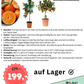 Mandarinenbaum Citrus sinensis + viel Ertrag + Winterhart