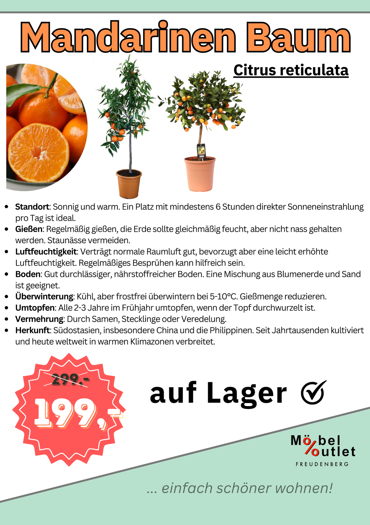 Mandarinenbaum Citrus sinensis + viel Ertrag + Winterhart